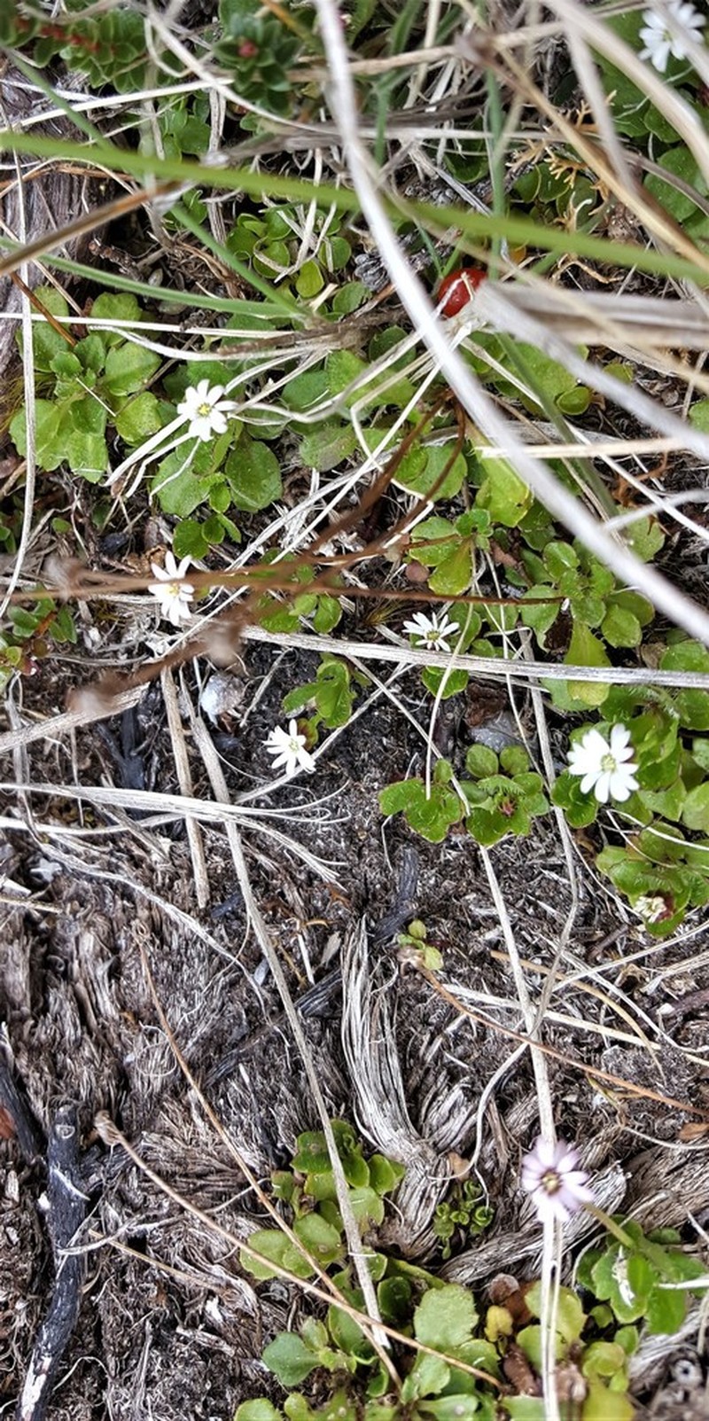 Lagenophora nudicaulis photo 2