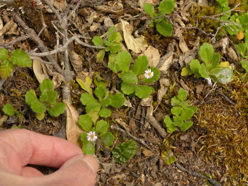 Lagenophora nudicaulis photo 3
