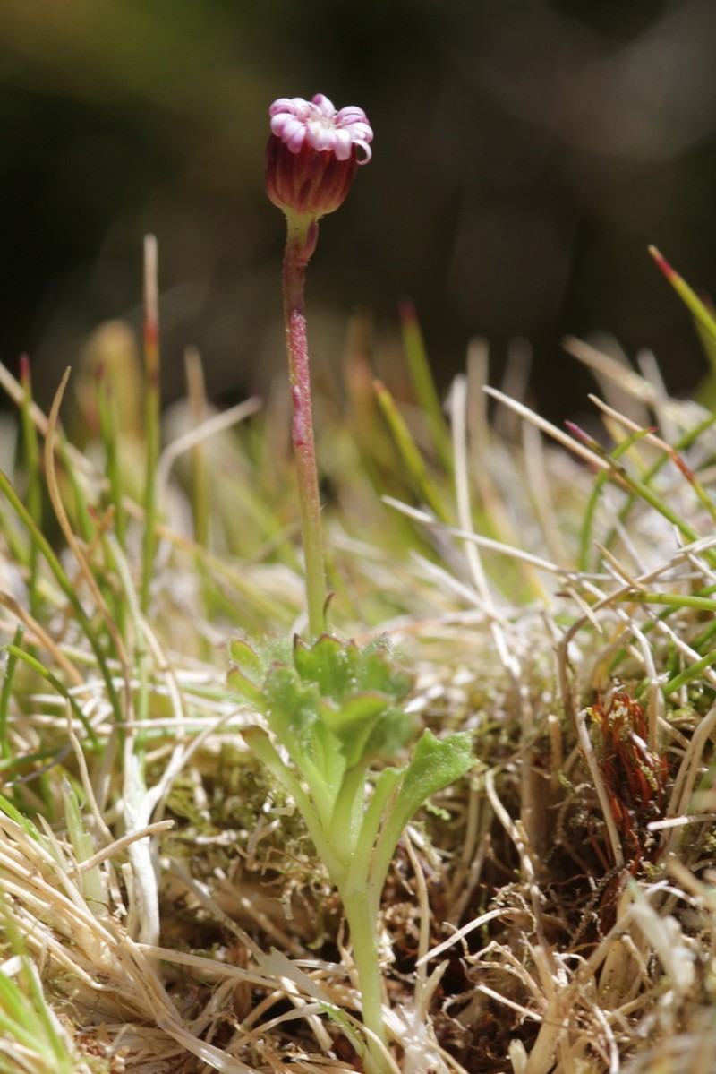 Lagenophora nudicaulis photo 4