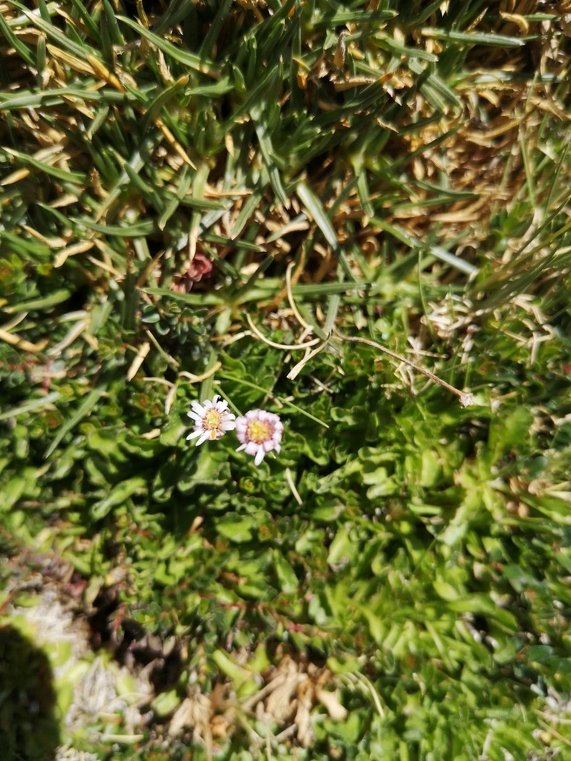 Lagenophora nudicaulis photo 5