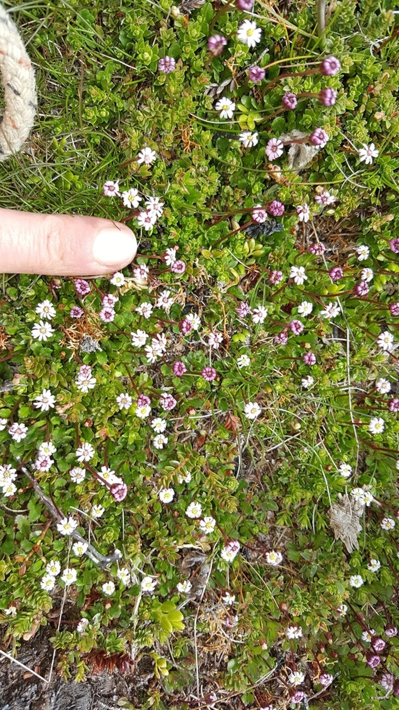 Lagenophora nudicaulis photo 6