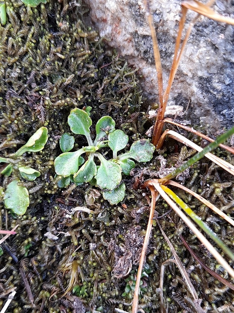Lagenophora nudicaulis photo 7