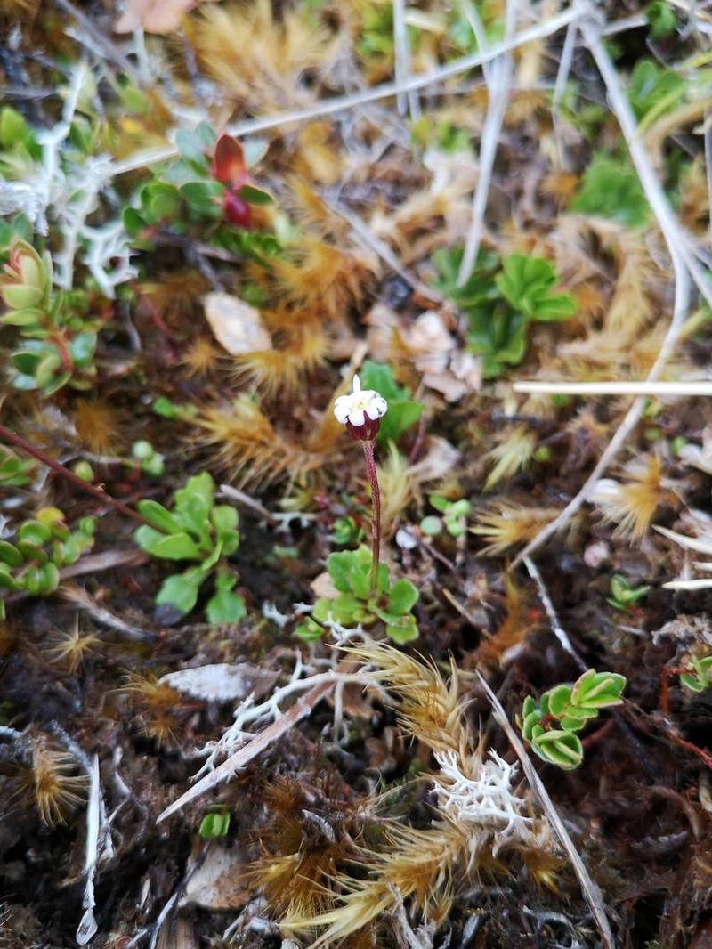 Lagenophora nudicaulis photo 8