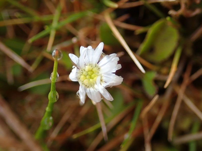 Lagenophora petiolata