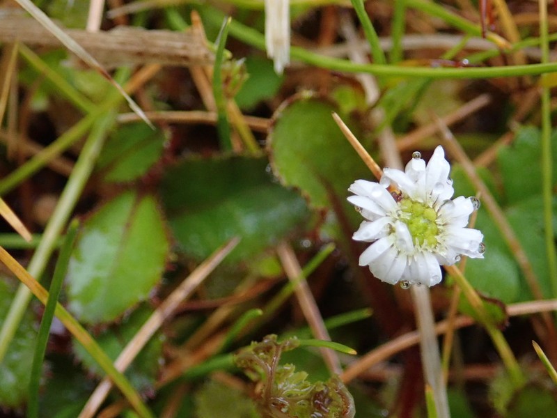Lagenophora petiolata photo 2