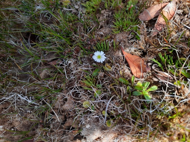 Lagenophora petiolata photo 3