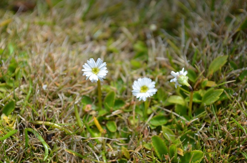 Lagenophora petiolata photo 4