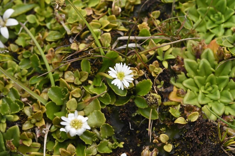 Lagenophora petiolata photo 5