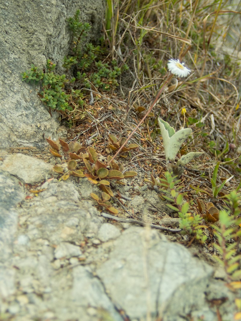 Lagenophora petiolata photo 6