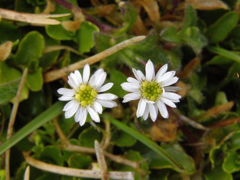 Lagenophora petiolata photo 8