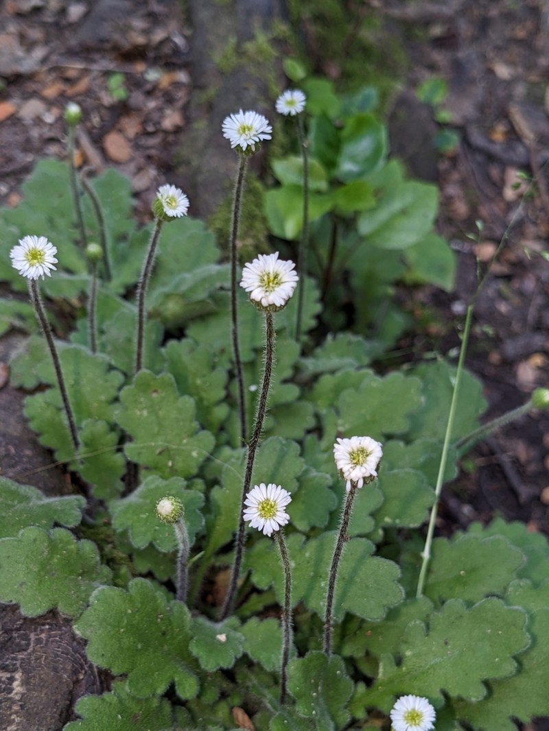Lagenophora pinnatifida photo 2