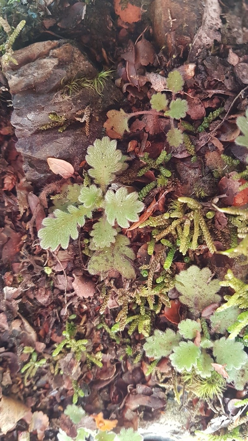 Lagenophora pinnatifida photo 3
