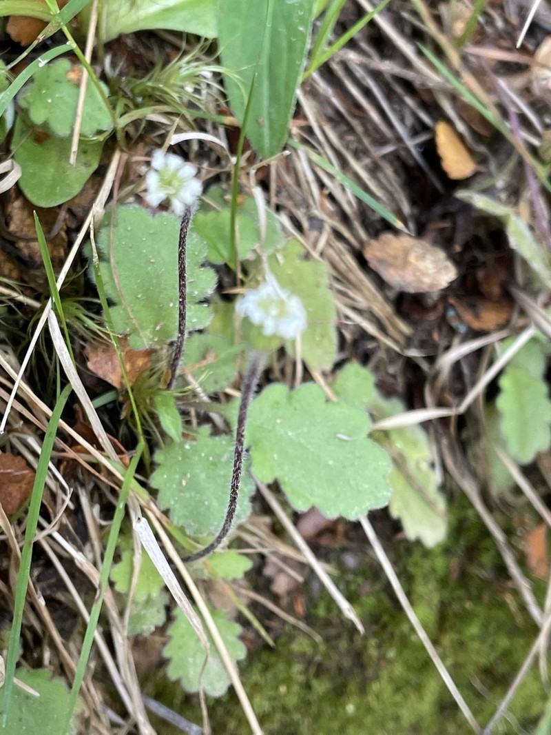 Lagenophora pinnatifida photo 4
