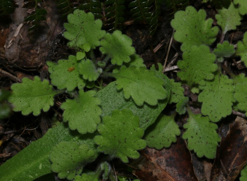 Lagenophora pinnatifida photo 5