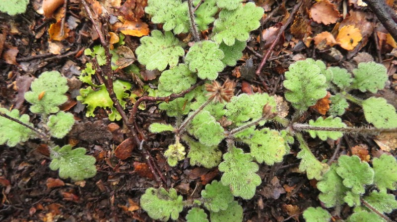 Lagenophora pinnatifida photo 6