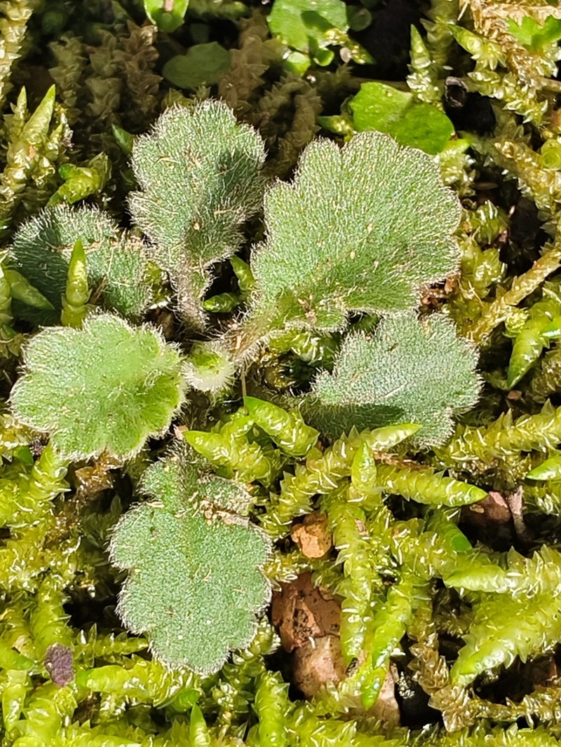 Lagenophora pinnatifida photo 7