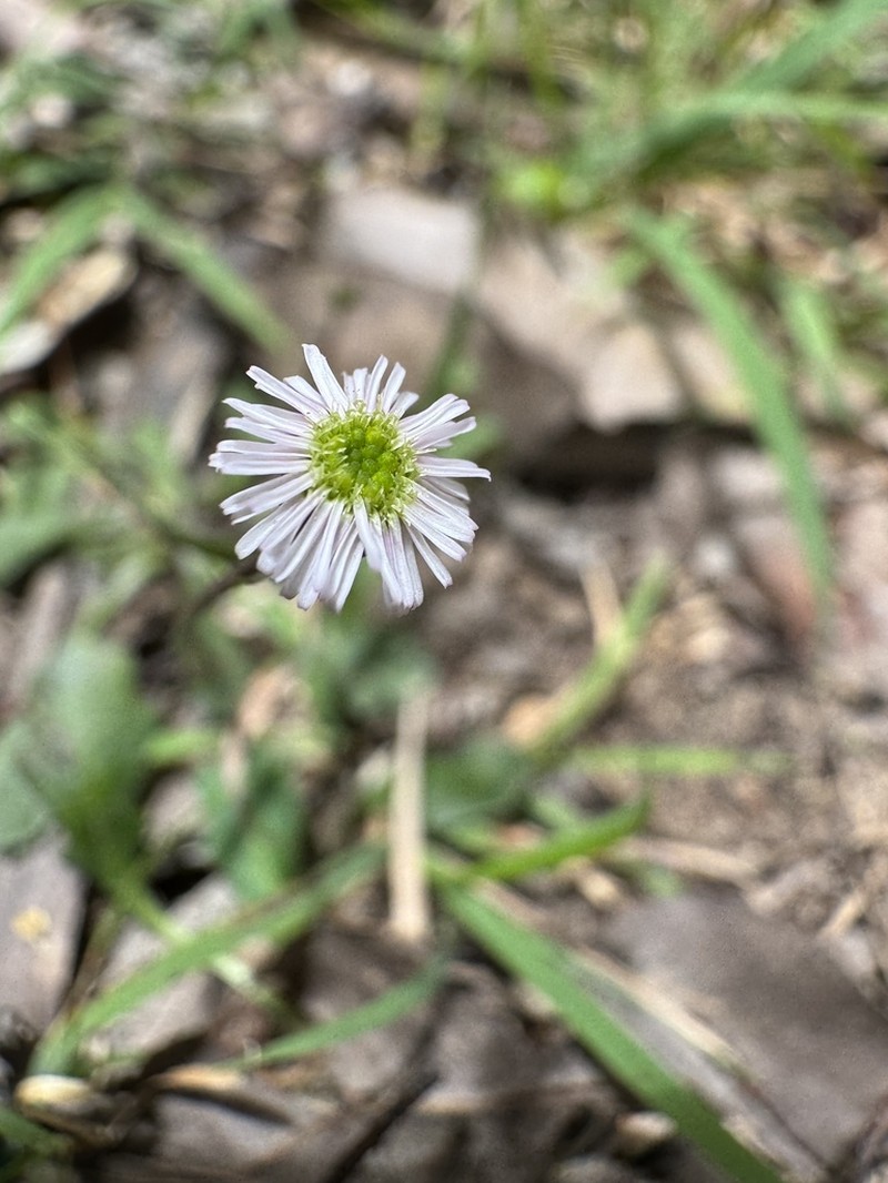 Lagenophora platysperma
