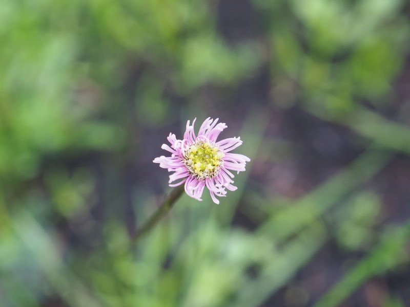 Lagenophora platysperma photo 2