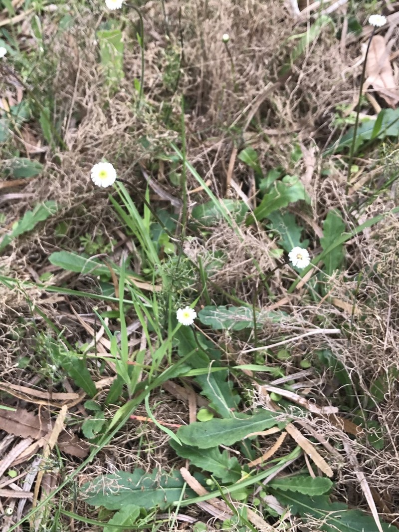 Lagenophora platysperma photo 3