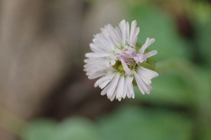 Lagenophora platysperma photo 4