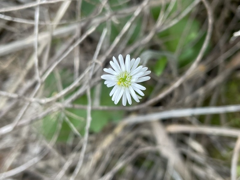 Lagenophora platysperma photo 5
