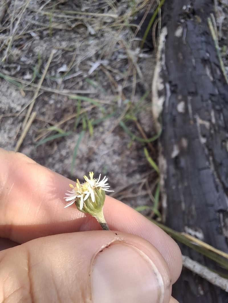 Lagenophora platysperma photo 6