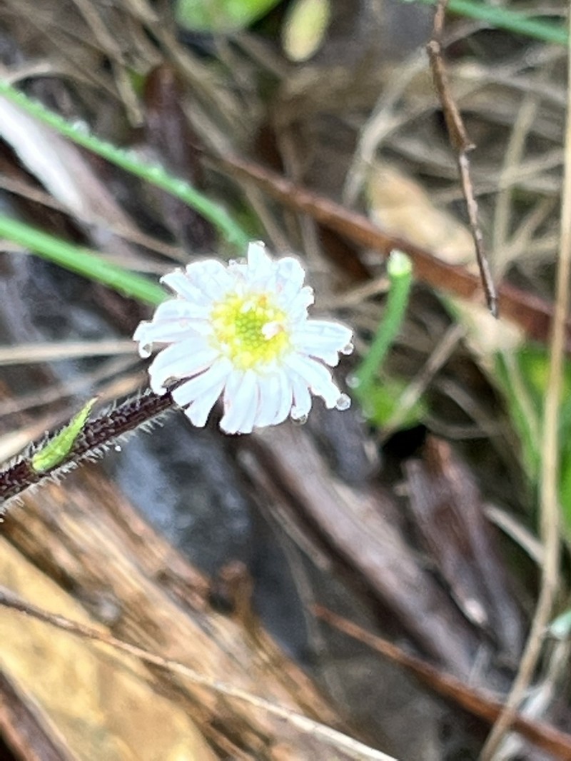 Lagenophora platysperma photo 7