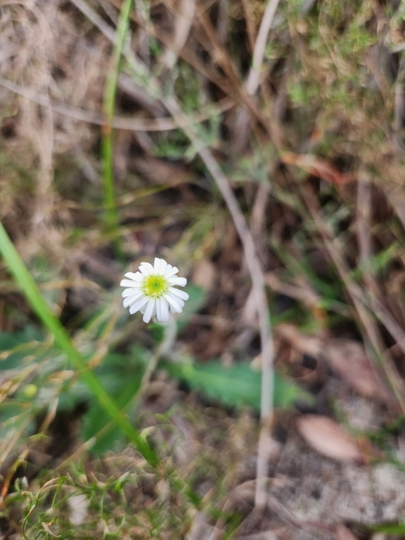 Lagenophora platysperma photo 8