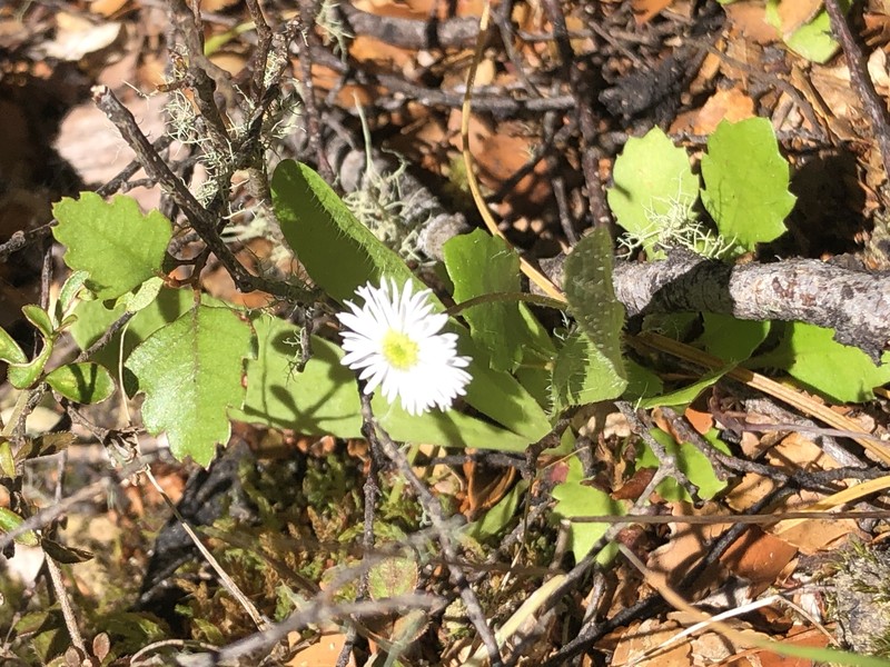 Lagenophora pumila