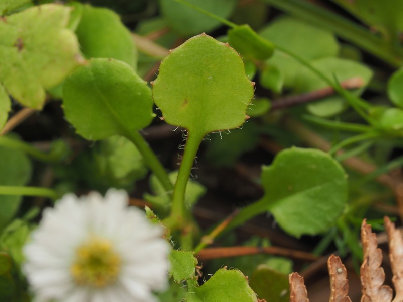 Lagenophora pumila photo 2