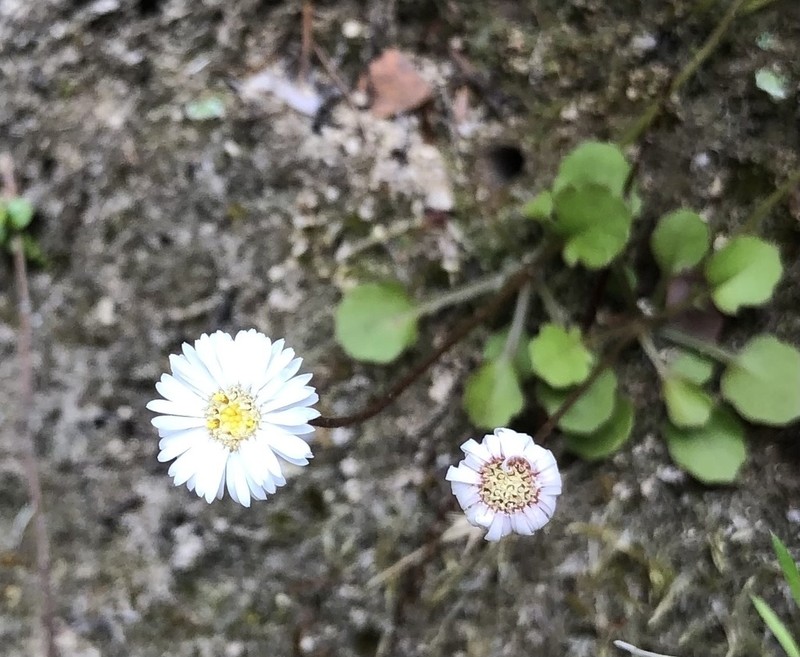 Lagenophora pumila photo 3