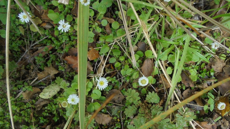 Lagenophora pumila photo 4