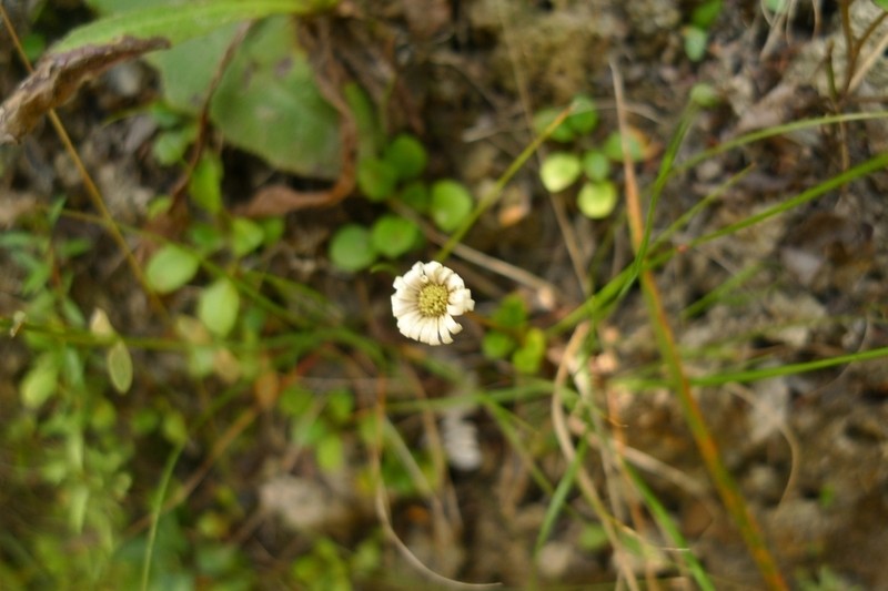 Lagenophora pumila photo 5