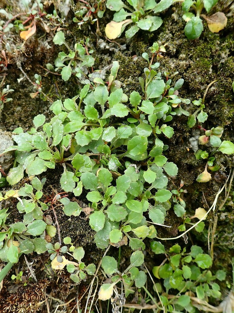 Lagenophora pumila photo 6