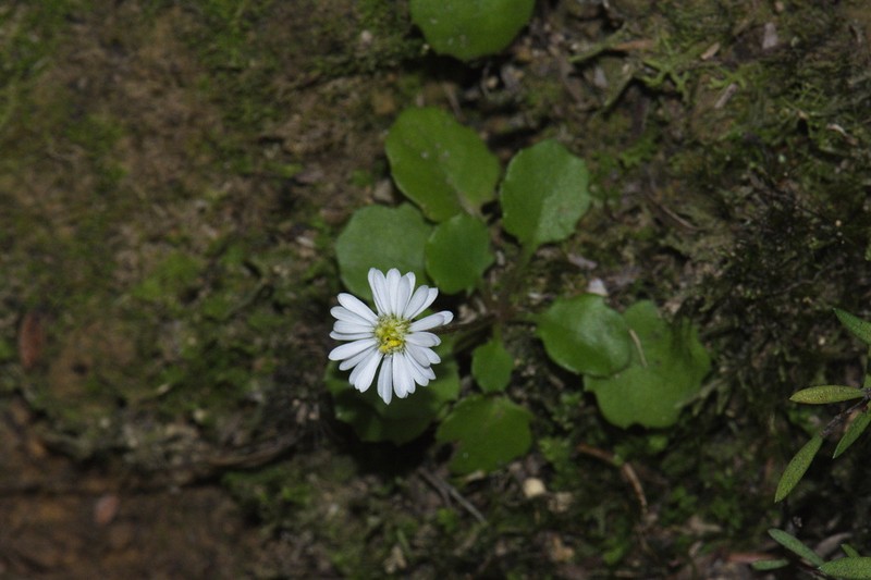 Lagenophora pumila photo 7