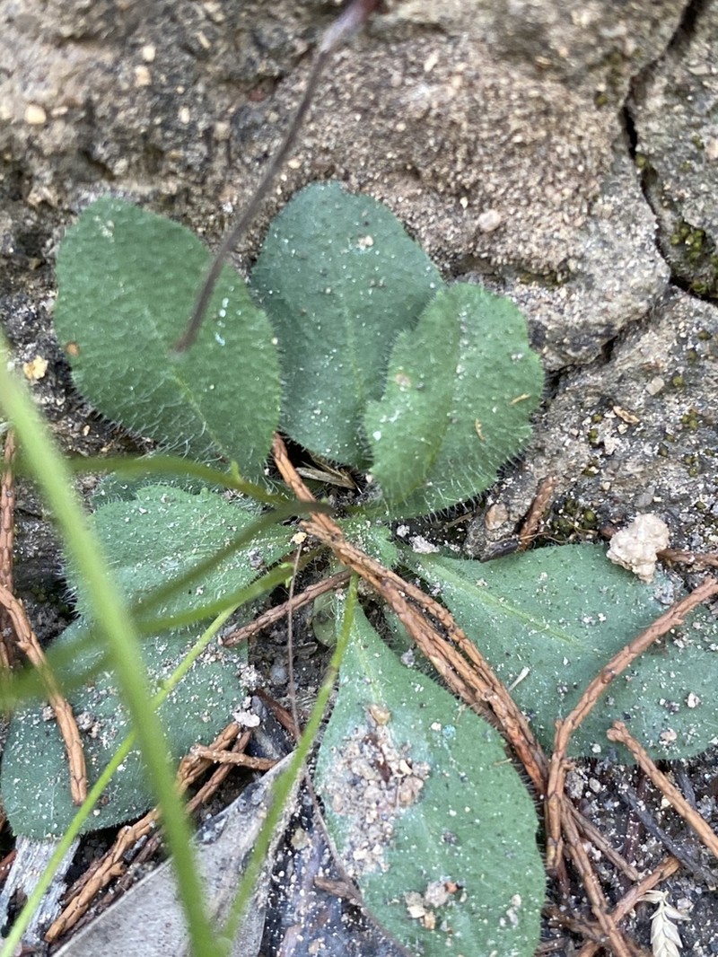 Lagenophora queenslandica