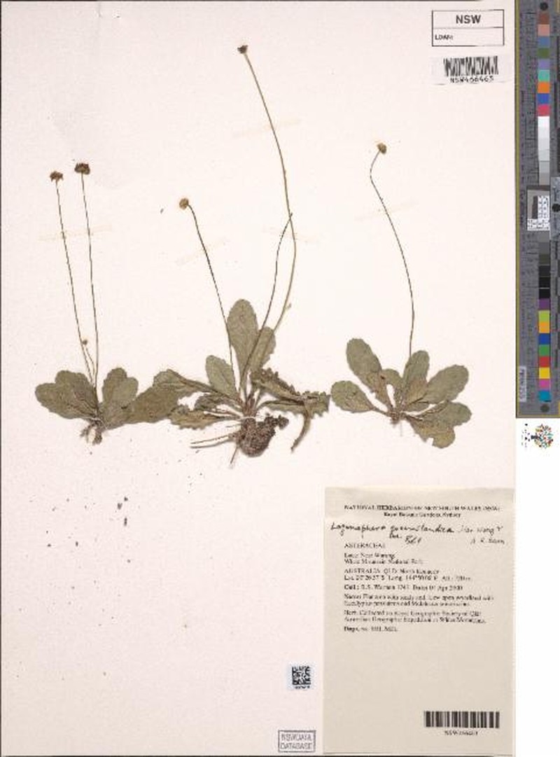 Lagenophora queenslandica photo 5