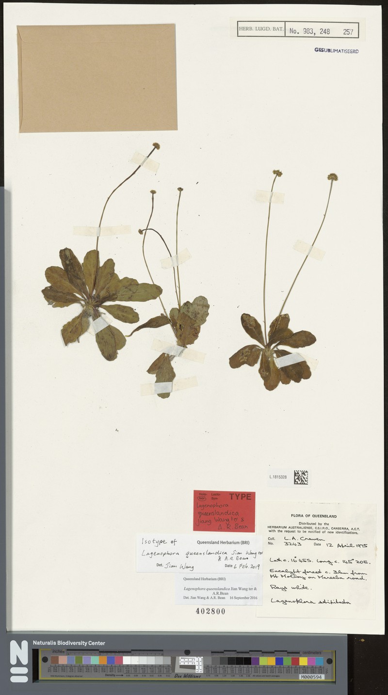 Lagenophora queenslandica photo 6