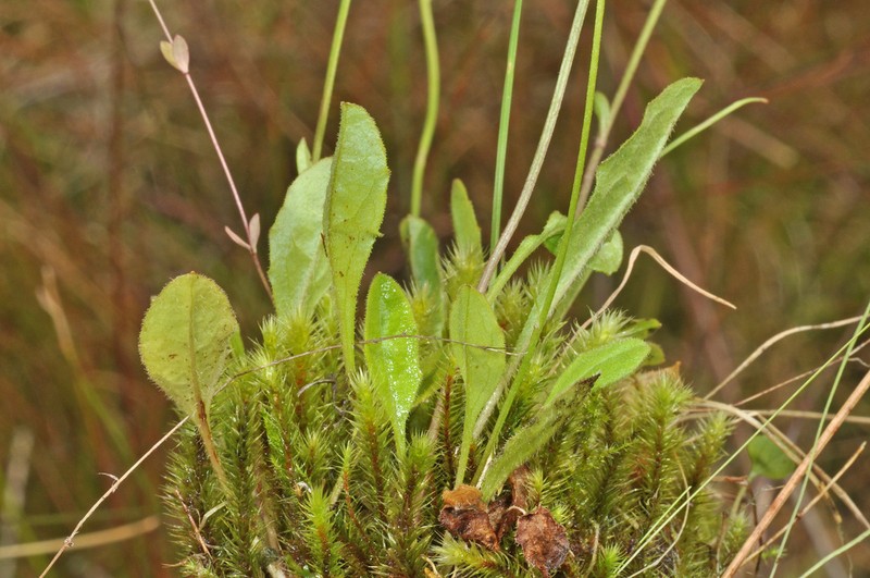Lagenophora schmidiae