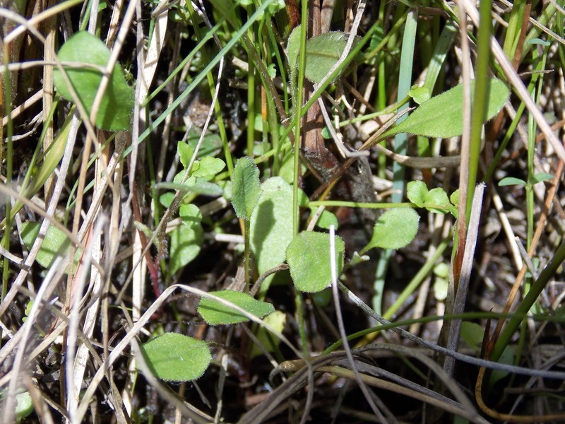 Lagenophora schmidiae photo 2