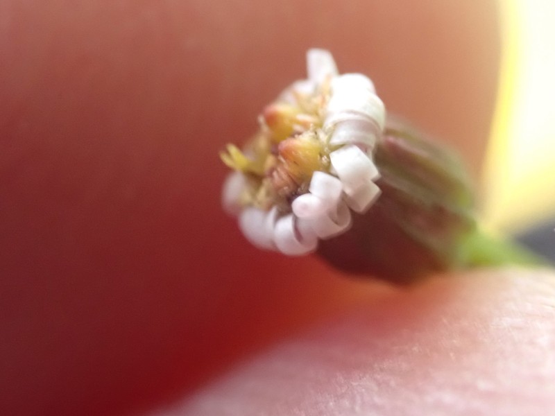 Lagenophora schmidiae photo 3