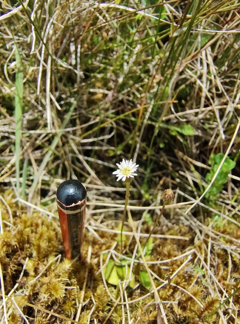 Lagenophora schmidiae photo 4