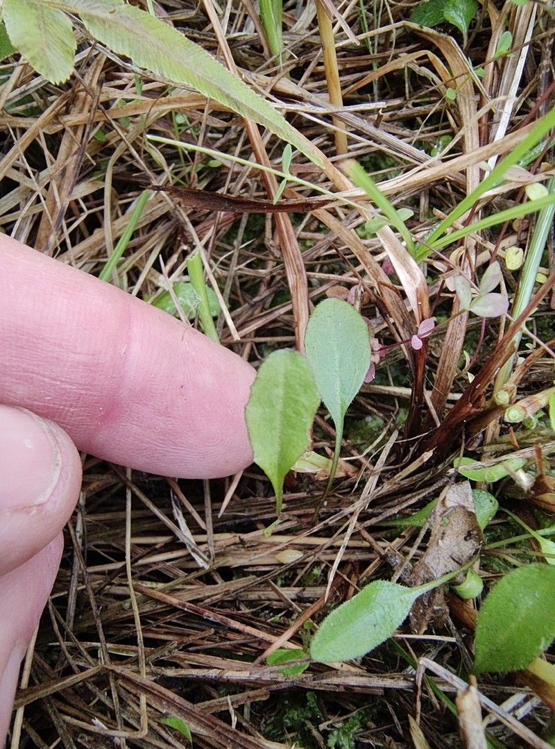 Lagenophora schmidiae photo 5