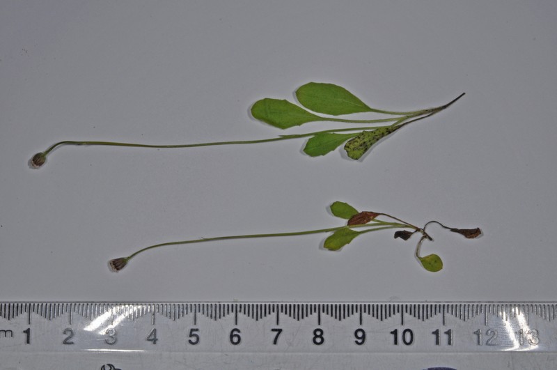 Lagenophora schmidiae photo 6