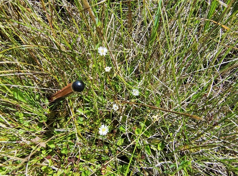 Lagenophora schmidiae photo 7
