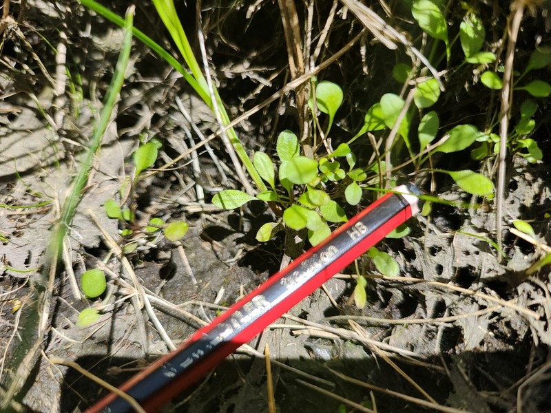 Lagenophora schmidiae photo 8
