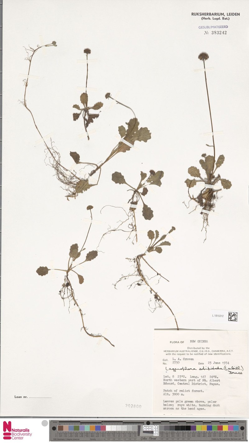 Lagenophora sporadica
