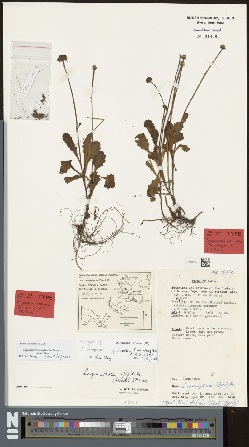 Lagenophora sporadica photo 2