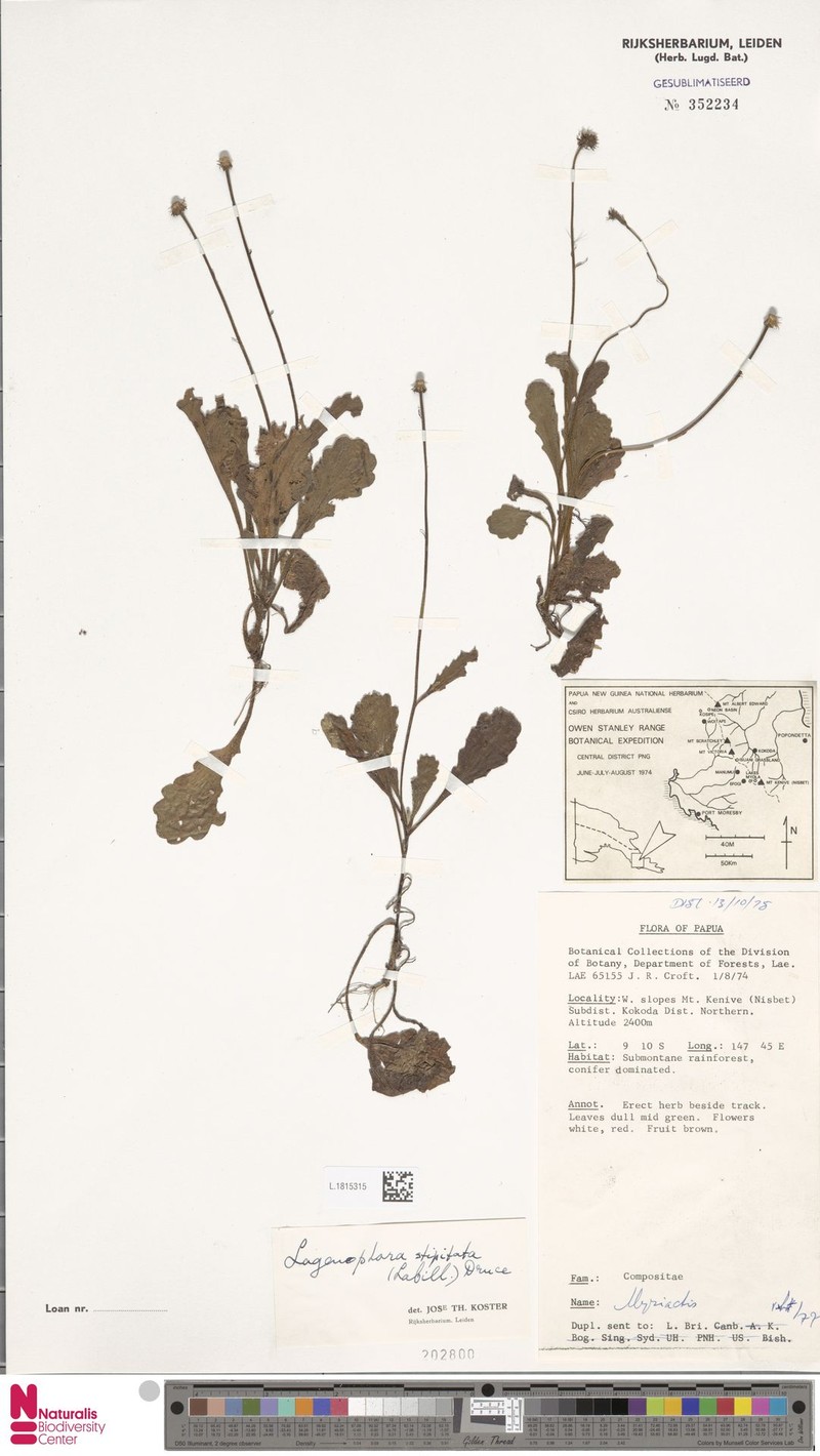 Lagenophora sporadica photo 3