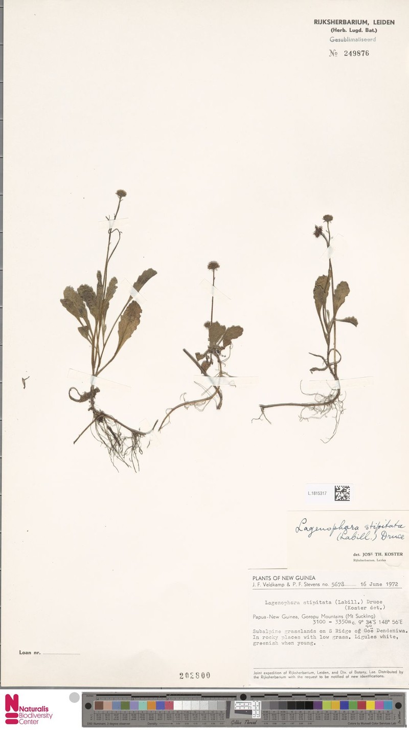 Lagenophora sporadica photo 4